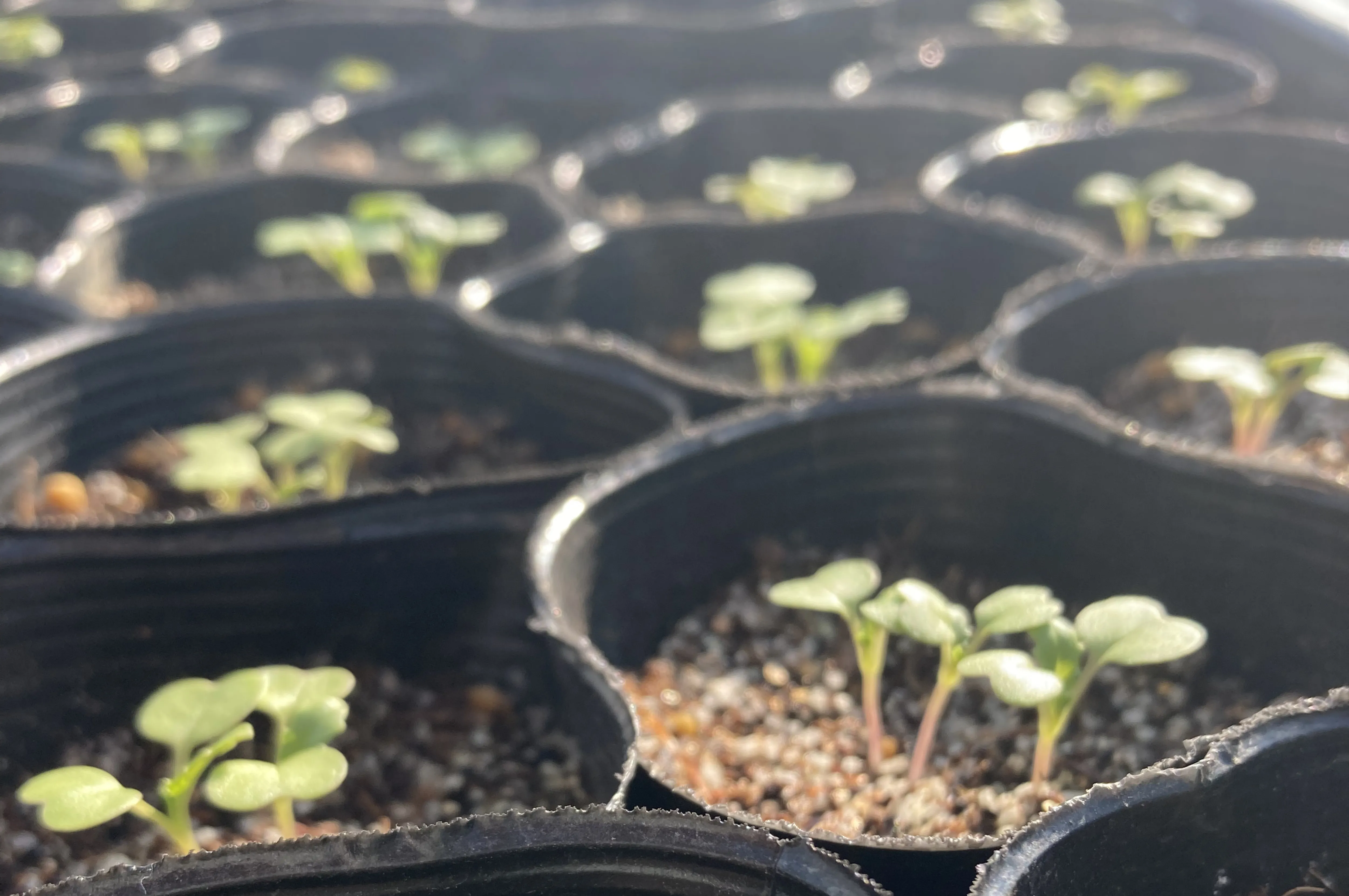 かぶの収穫の様子のイメージ