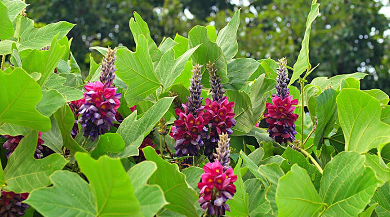 未来と葛リユースプロジェクト