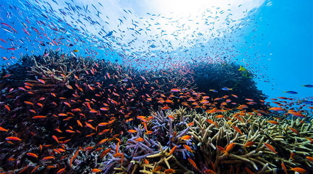 未来とサンゴプロジェクト