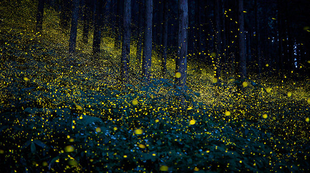 未来とホタルプロジェクト