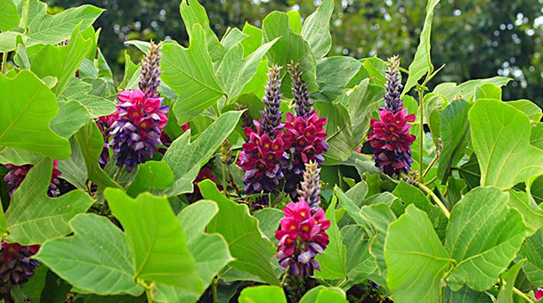 未来と葛リユースプロジェクト