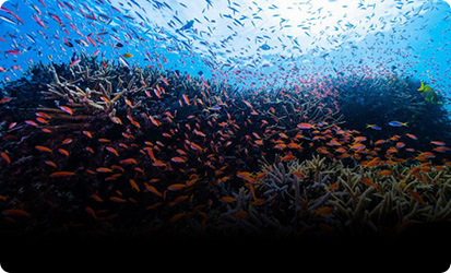 未来とサンゴプロジェクト