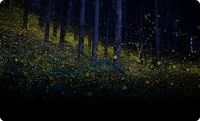 未来とホタルプロジェクト