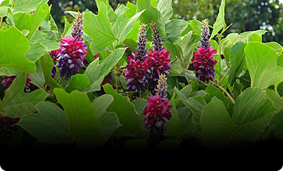 未来と葛リユースプロジェクト