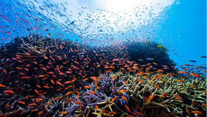 未来とサンゴプロジェクト