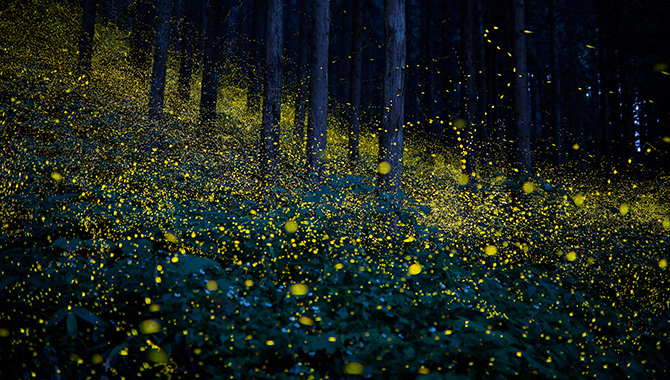 未来とホタルプロジェクト