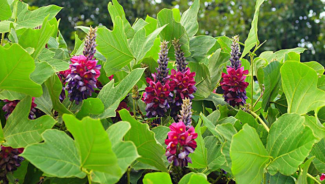 未来と葛リユースプロジェクト