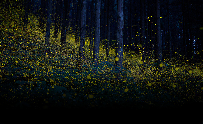 未来とホタルプロジェクト