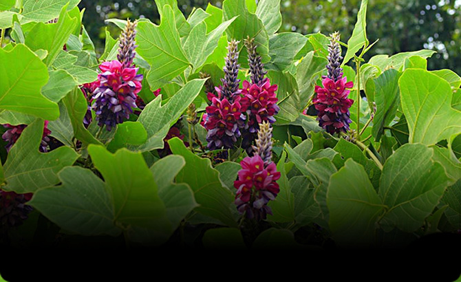 未来と葛リユースプロジェクト