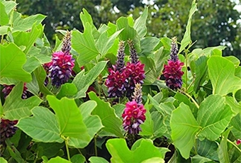 Environmental conservation and preservation of traditional crafts through the utilization of kudzu