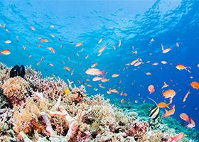 Contribute to biodiversity conservation