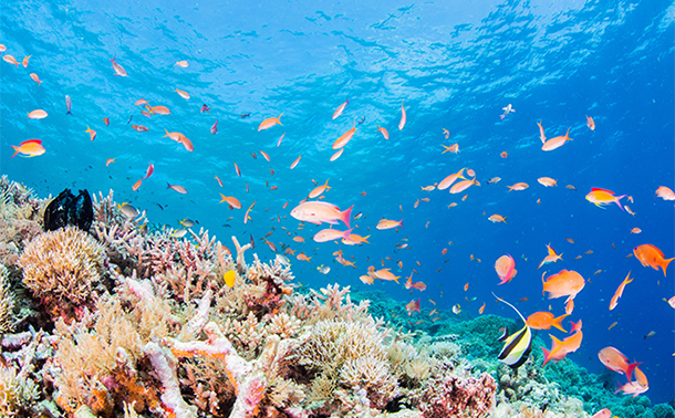 Contribute to biodiversity conservation