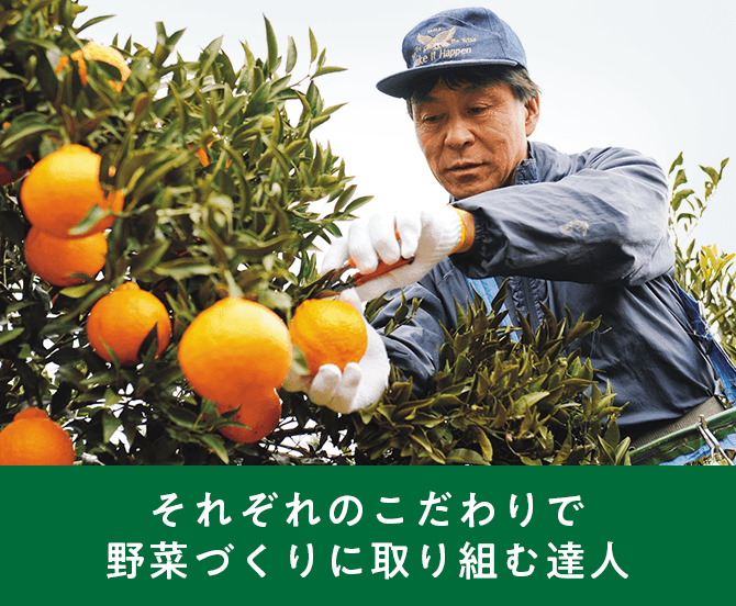 それぞれのこだわりで野菜づくりに取り組む達人